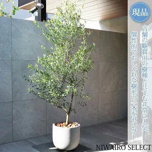 【現品】鉢植え【オリーブの木】品種不明 自然風樹形 全高H≒200 × 枝張W≒100cm 高木 常緑樹 ギフト プレゼント お祝い 新築祝い シンボルツリー 植木 庭木 樹木 植栽 和風 洋風 ガーデニン